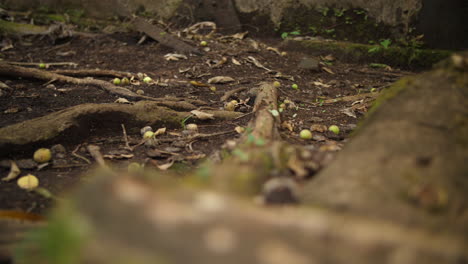 Blurry-to-focus-on-a-colony-of-leaf-cutter-ants-in-Guiana